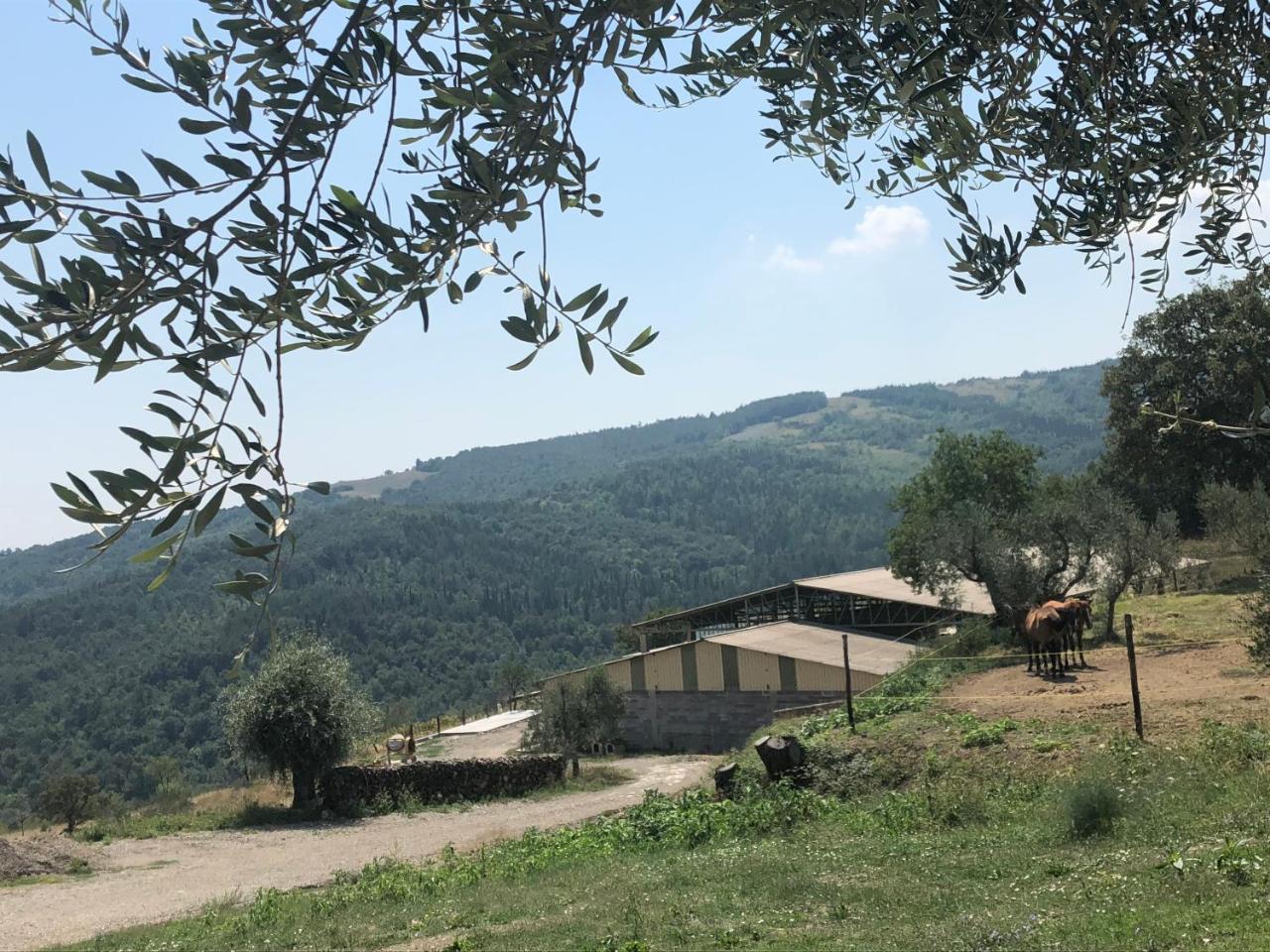 Az.Agr. Il Cavalleggero Campiglia d'Orcia Exterior photo